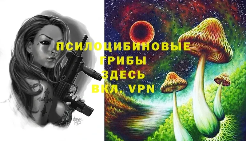 Галлюциногенные грибы Cubensis  где продают   Болохово 